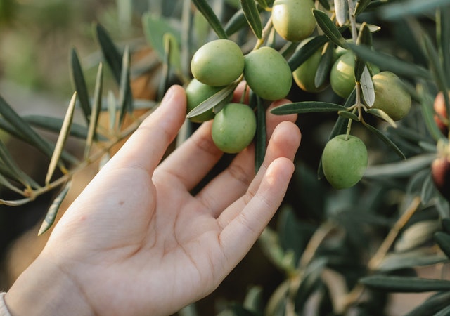 olive oil for beard growth