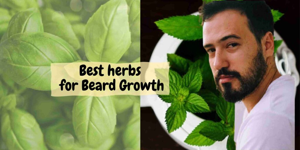 best herbs for beard growth
