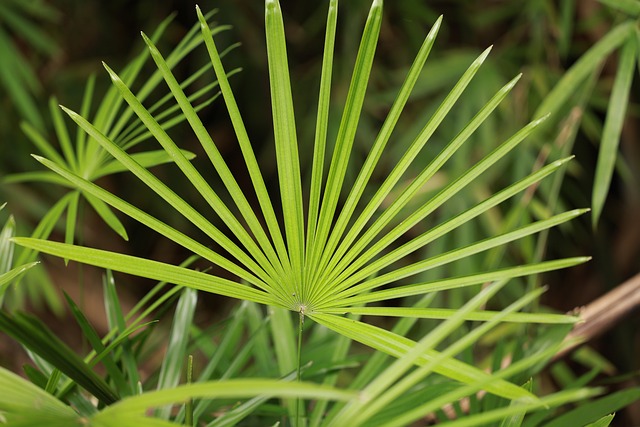 natural herbs for facial hair growth