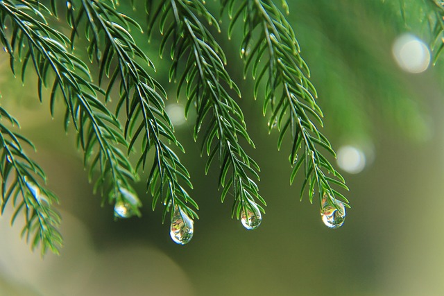 best herbs for beard growth