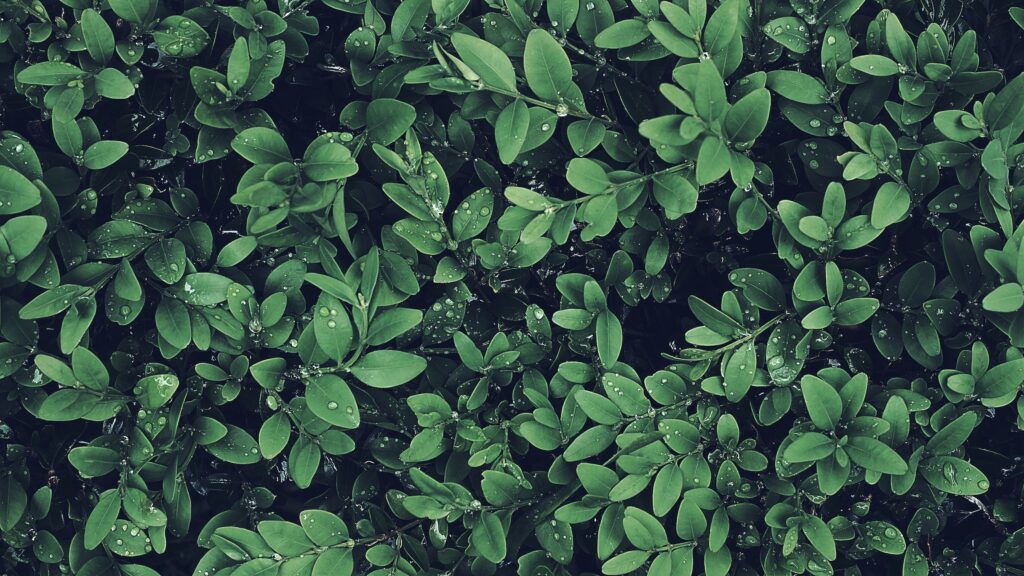 henna herbs for beard growth