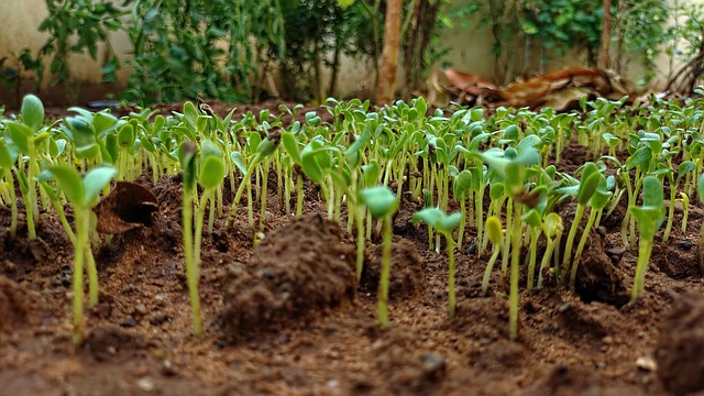 fenugreek nutritional value