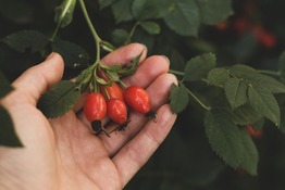 pexels life in the apple garden 🍎 9546768 1 1